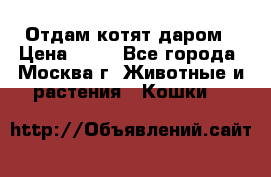 Отдам котят даром › Цена ­ 10 - Все города, Москва г. Животные и растения » Кошки   
